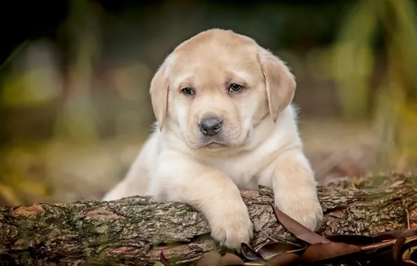 Картинка собаки, щенки, малыши, парочка, шоколадный, боке, Лабрадор-ретривер