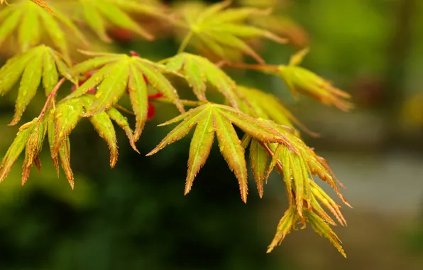 Autumn, leaf, twig