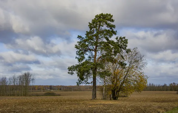 Поле, осень, деревья, ноябрь, хмурое небо