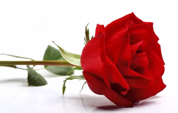 Роза, red, rose, flower