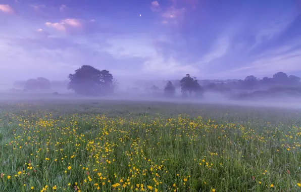 Картинка поле, небо, облака, деревья, цветы, туман, рассвет, луна