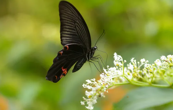 Бабочка, colors, яркость, butterfly, расцветка, brightness