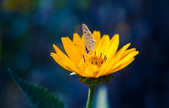 Картинка цветок, бабочка, желтые, лепестки, насекомое