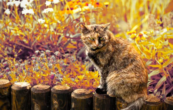 Кот, взгляд, цветы, злой