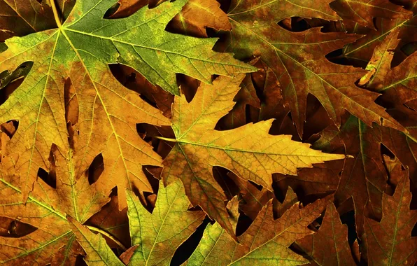 Картинка осень, листья, макро, природа, фото, листва, autumn, macro