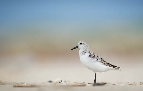 Beach, bird, wildlife