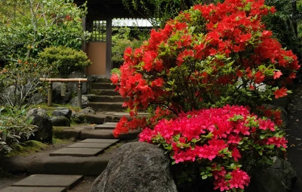 Ворота, ступени, Japan, цветение, Inokobito