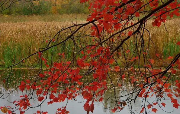 Картинка осень, лес, листья, пруд, ветка, багрянец