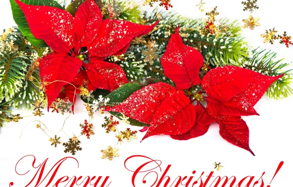 Снежинки, красный, праздник, Рождество, Новый год, Merry Christmas, ветка ёлки, пуансетия