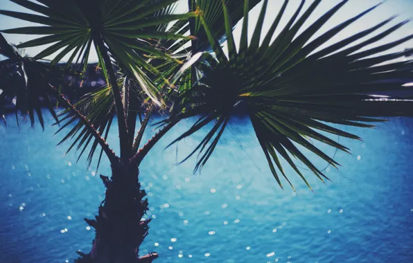 Картинка лето, листья, вода, пальма