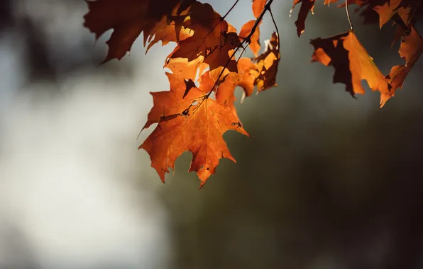 Листья, дерево, оранжевые, клен