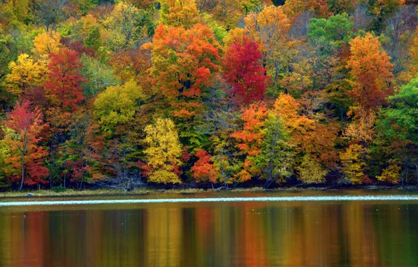 Картинка осень, лес, деревья, озеро, склон