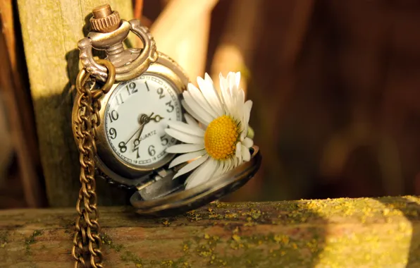 Картинка цветок, свет, время, стрелки, часы, ромашка, циферблат, цепочка