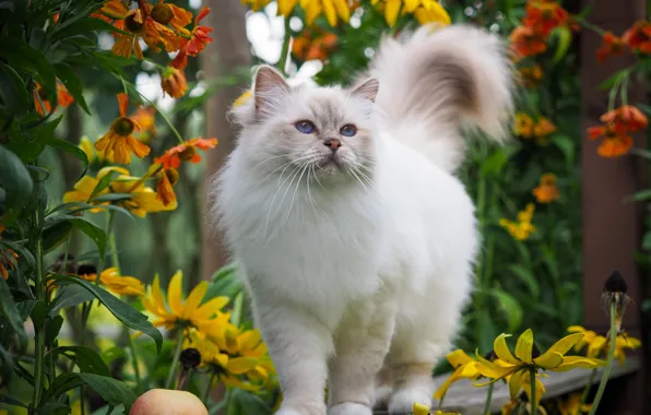 Кошка, шерсть, хвост