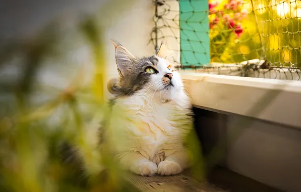 Кошка, кот, взгляд, поза, стена, проволока, растения, окно