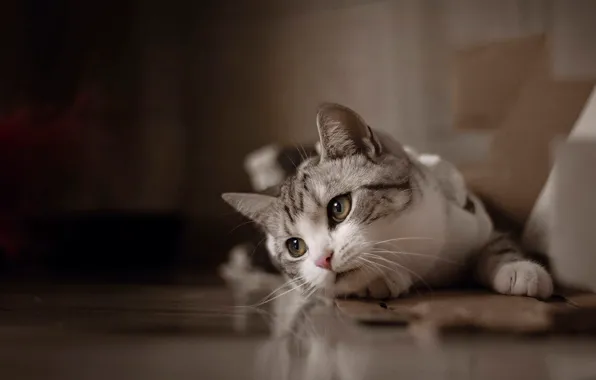 Кошка, кот, взгляд, комната, пол, лежит, мордашка, боке
