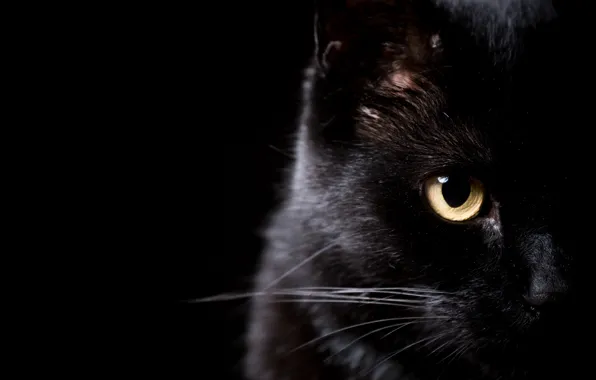 Картинка кот, усы, взгляд, глаз, черный