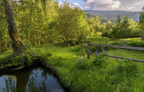 Картинка зелень, лето, природа