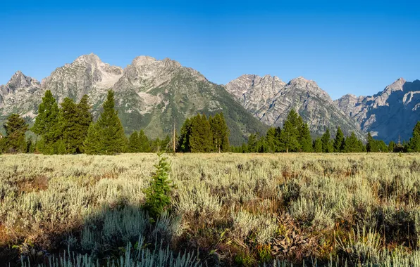 Лес, горы, луг, панорама