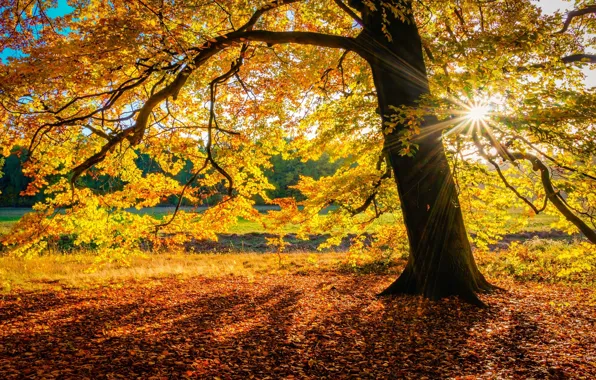 Картинка осень, солнце, природа, дерево, листва