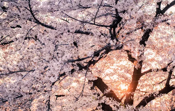 Весна, сакура, цветение, spring, blooming, дереао
