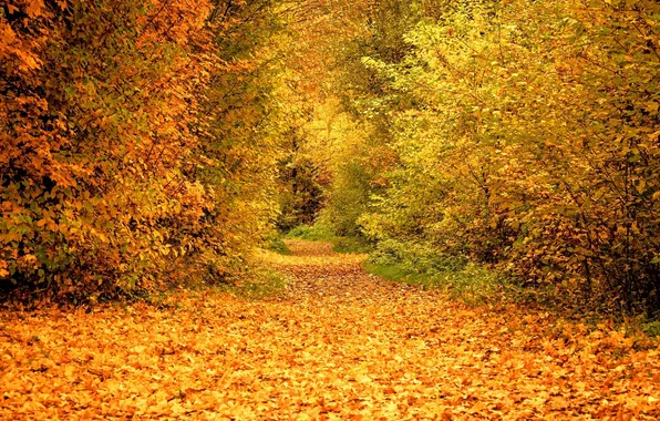 Картинка forest, morning, sunlight, fall