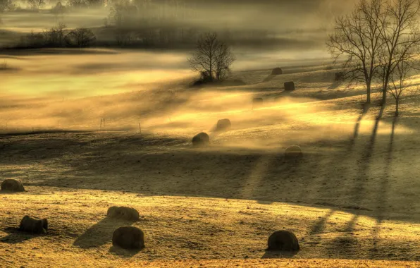 Картинка поле, свет, пейзаж, туман, утро