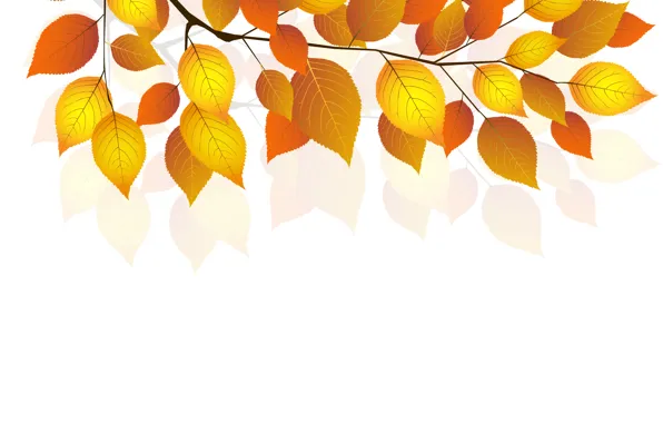Осень, листья, веточка, белый фон, autumn, leaves, white background, twigs