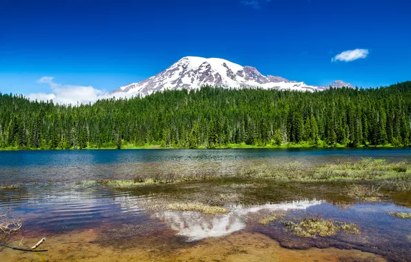Картинка лес, природа, озеро, гора, Mount Rainier National Park