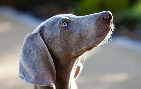 Взгляд, друг, собака