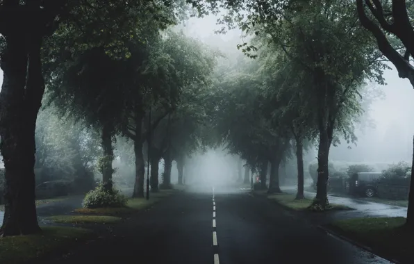 Дорога, деревья, туман, шоссе, аллея