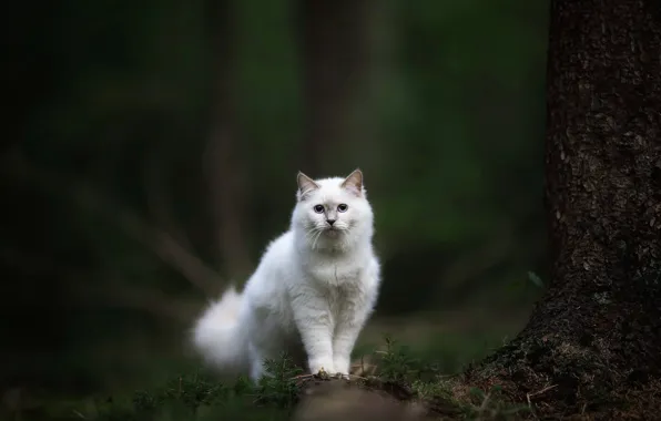 Картинка лес, кошка, взгляд, белая, боке, пушистая