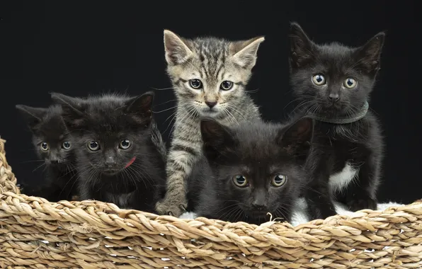 Кошки, темный фон, котенок, серый, котята, малыши, компания, корзинка
