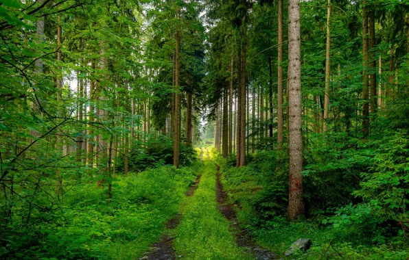 Дорога, зелень, лес, лето, деревья, ветки, листва, сосны