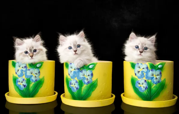 Картинка фон, котята, трио, вазоны, троица, Невская маскарадная кошка, Наталья Ляйс