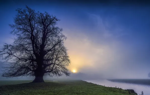 Ночь, туман, река, дерево