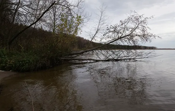Осень, лес, деревья, река, тростник, берег