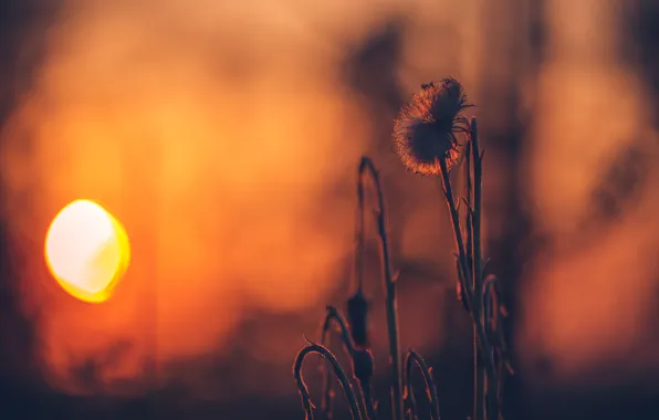 Солнце, закат, Sunset, травинка, боке, Sonnenuntergang, ☀