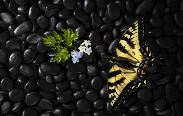 Картинка цветы, бабочка, butterfly, flowers, Stephen Clough