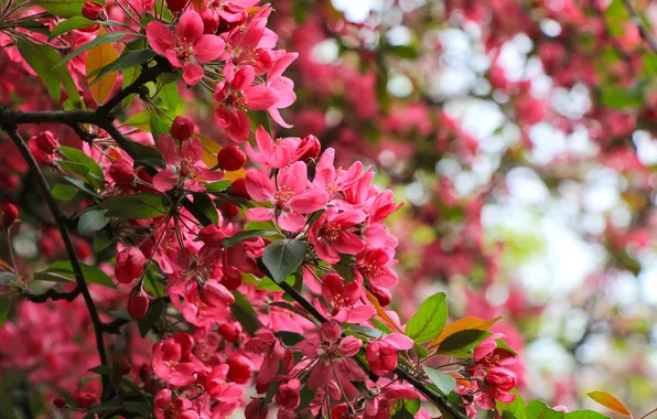 Flower, pink, spring, twig