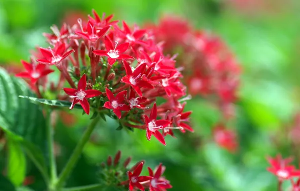 Листья, природа, лепестки, кусты