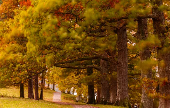Осень, лес, деревья, парк, тропинка