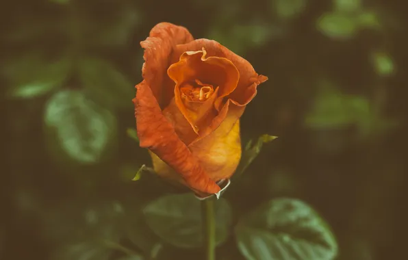 Цветок, оранжевый, роза, лепестки
