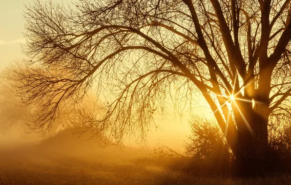 Картинка природа, туман, дерево, утро