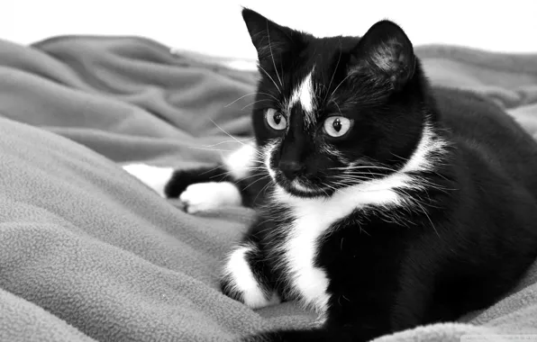 Кошка, чёрно-белое, лежит