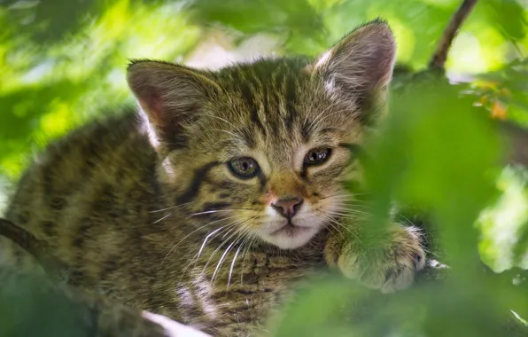 Листья, котенок, портрет, мордашка, дикий лесной кот