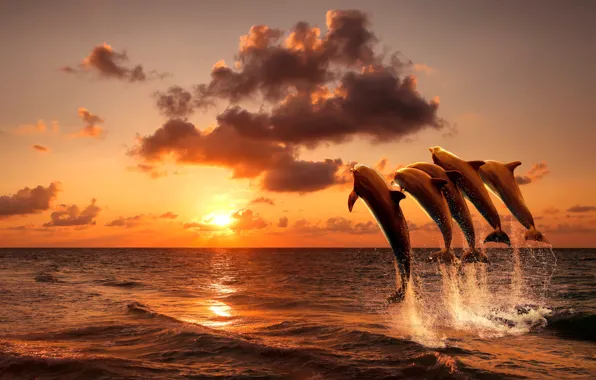 Картинка море, закат, дельфины, beautiful