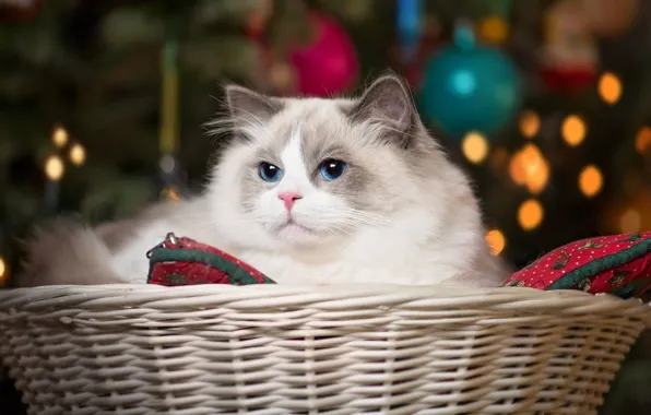 Картинка кошка, корзина, красавица, голубые глаза, Рэгдолл