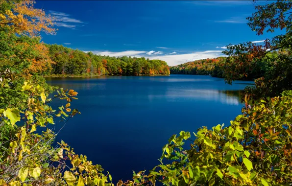 Осень, деревья, ветки, озеро, New York, штат Нью-Йорк, Adirondack Park, Rockwood Lake