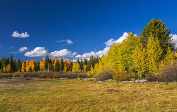 Картинка осень, лес, деревья, поляна, США, Wyoming, кусты, национальный парк
